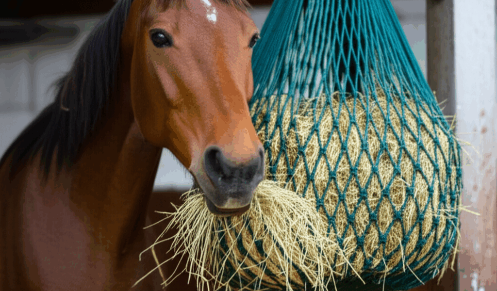What Types of Hay Should You Feed Your Horse