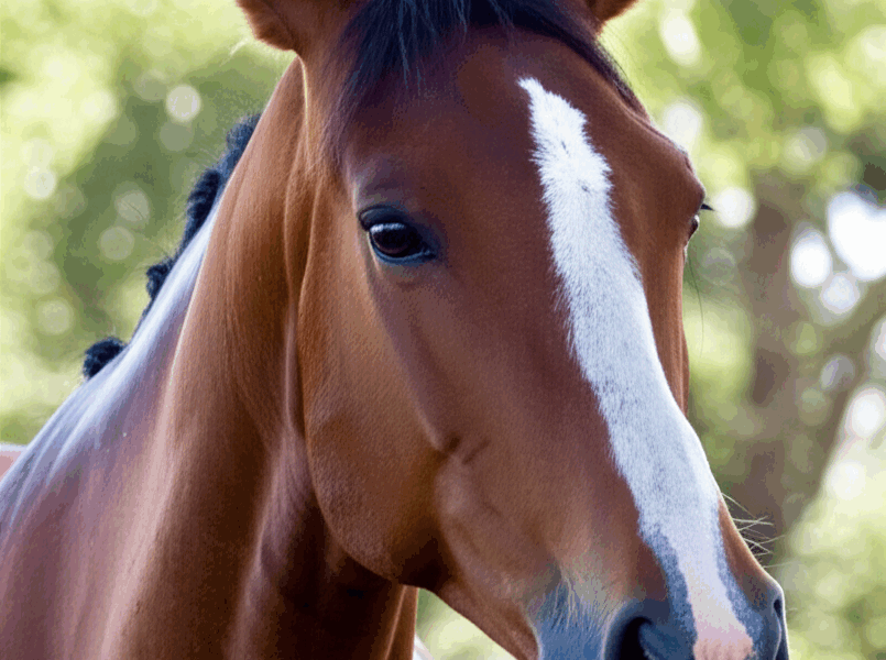 How to Read Your Horse Body Language