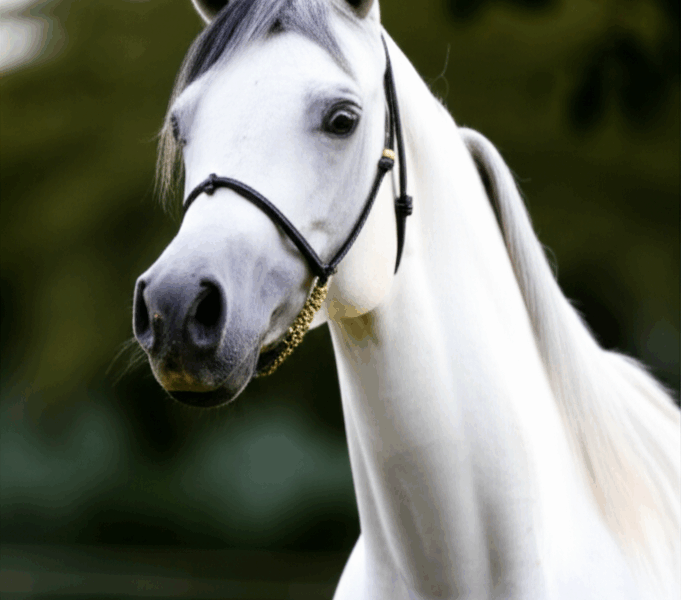 How Much Does an Arabian Horse Cost? [2026 Price Guide]