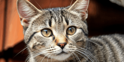 Another Brush Goes Missing