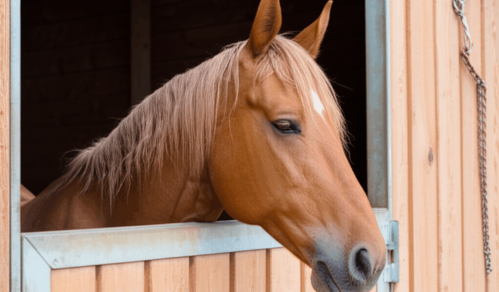50 Amazing Horse Facts That Will Blow Your Mind