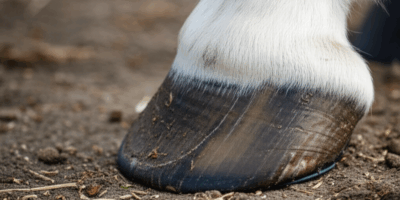 Farrier Running Late