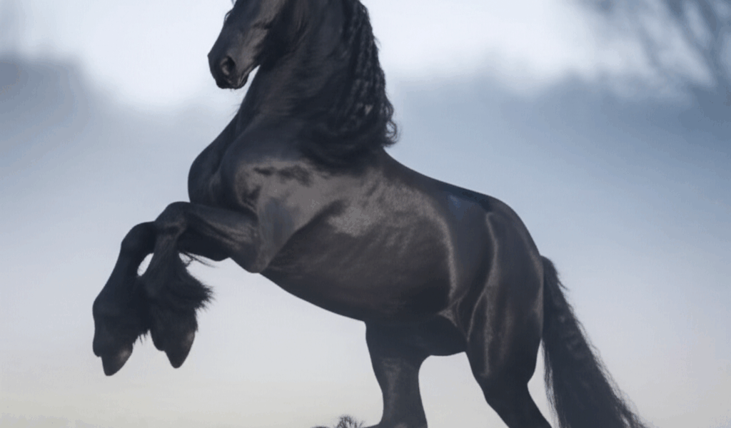 How Much Does a Friesian Horse Cost? [2026]