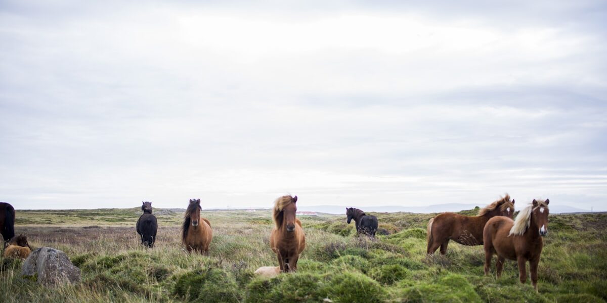 Why Horses Bite and How to Stop It