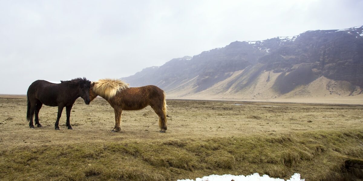 Best Horse Treats: Top Picks for Happy Horses