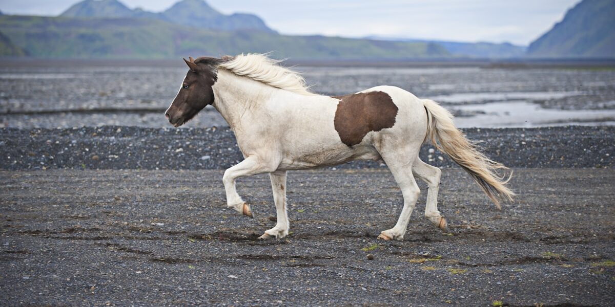 Horse Herd Dynamics: Understanding Social Behavior