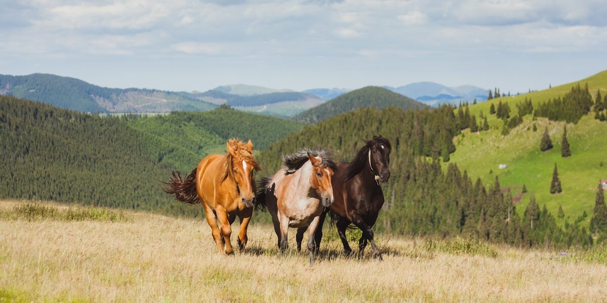 Draft Horses: The Gentle Giants Explained