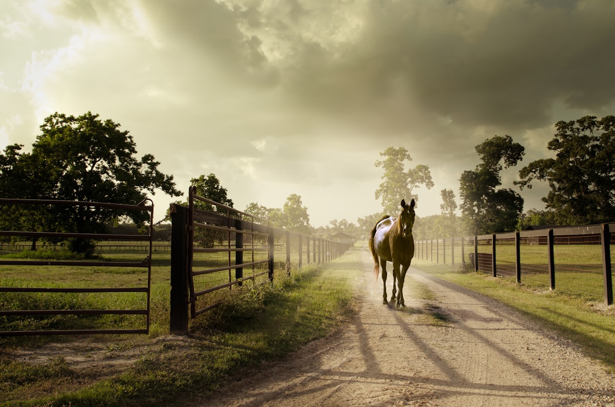 Handler working horse through groundwork exercises