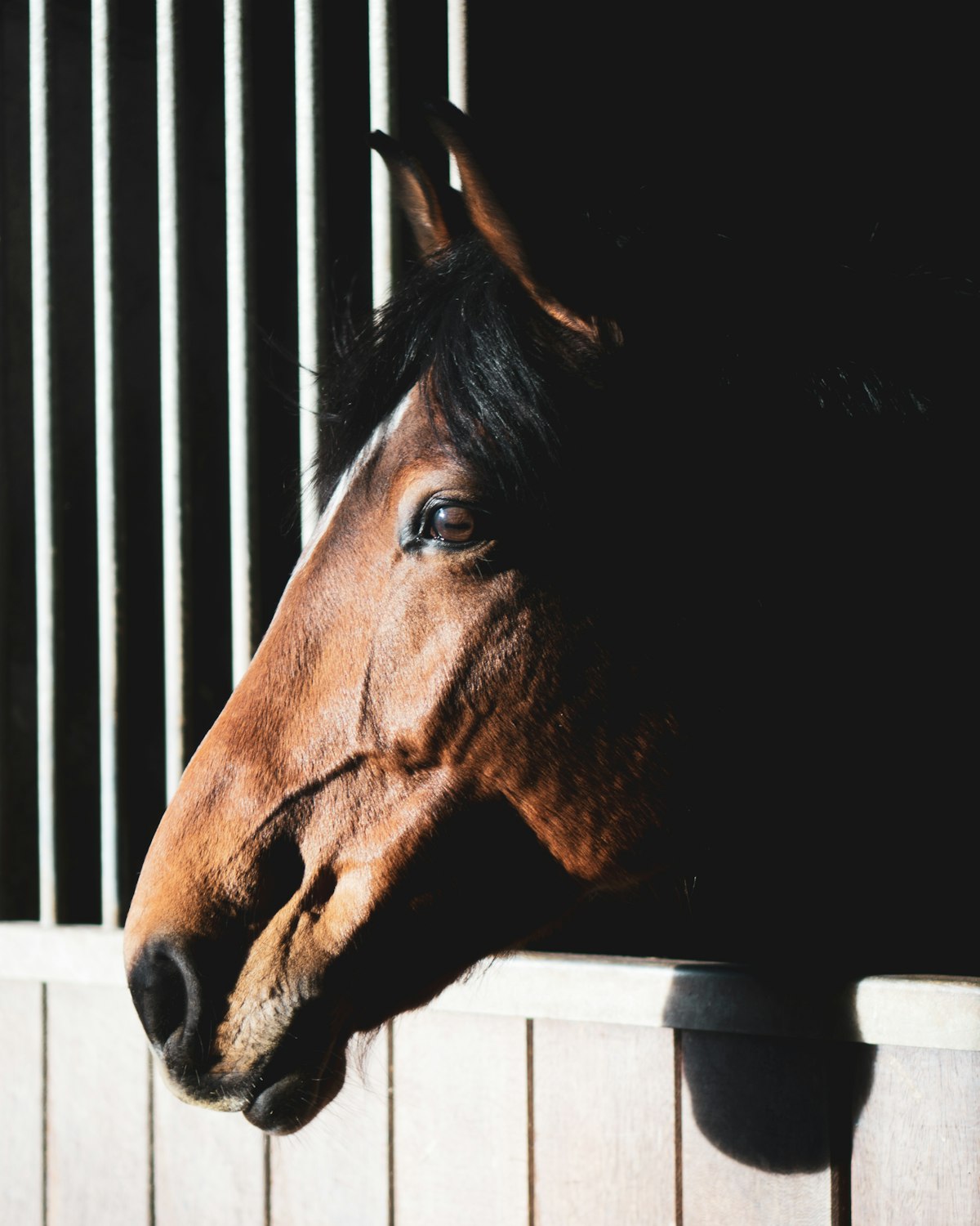 Horse showing mental engagement during training session