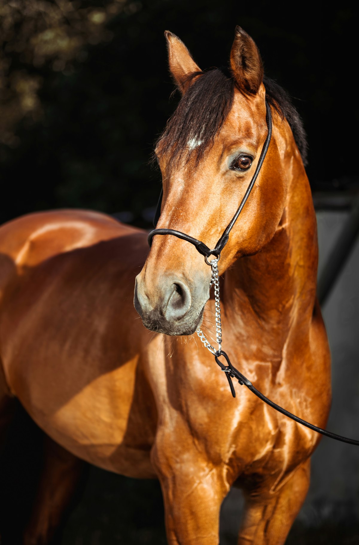 Horse remaining calm during sound exposure training