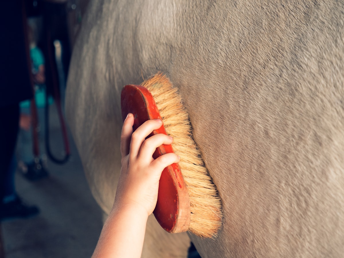 Handler leading horse with proper positioning and technique