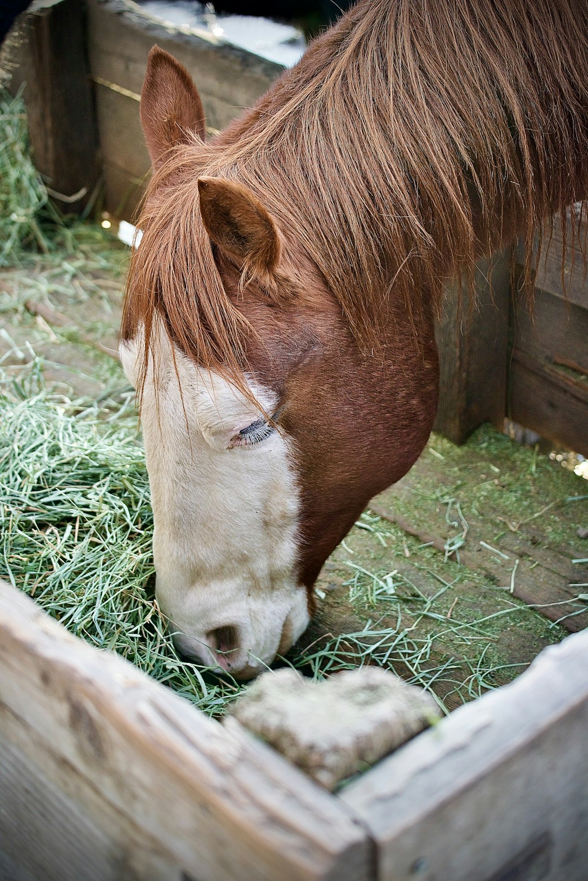 Quarter Horse standing