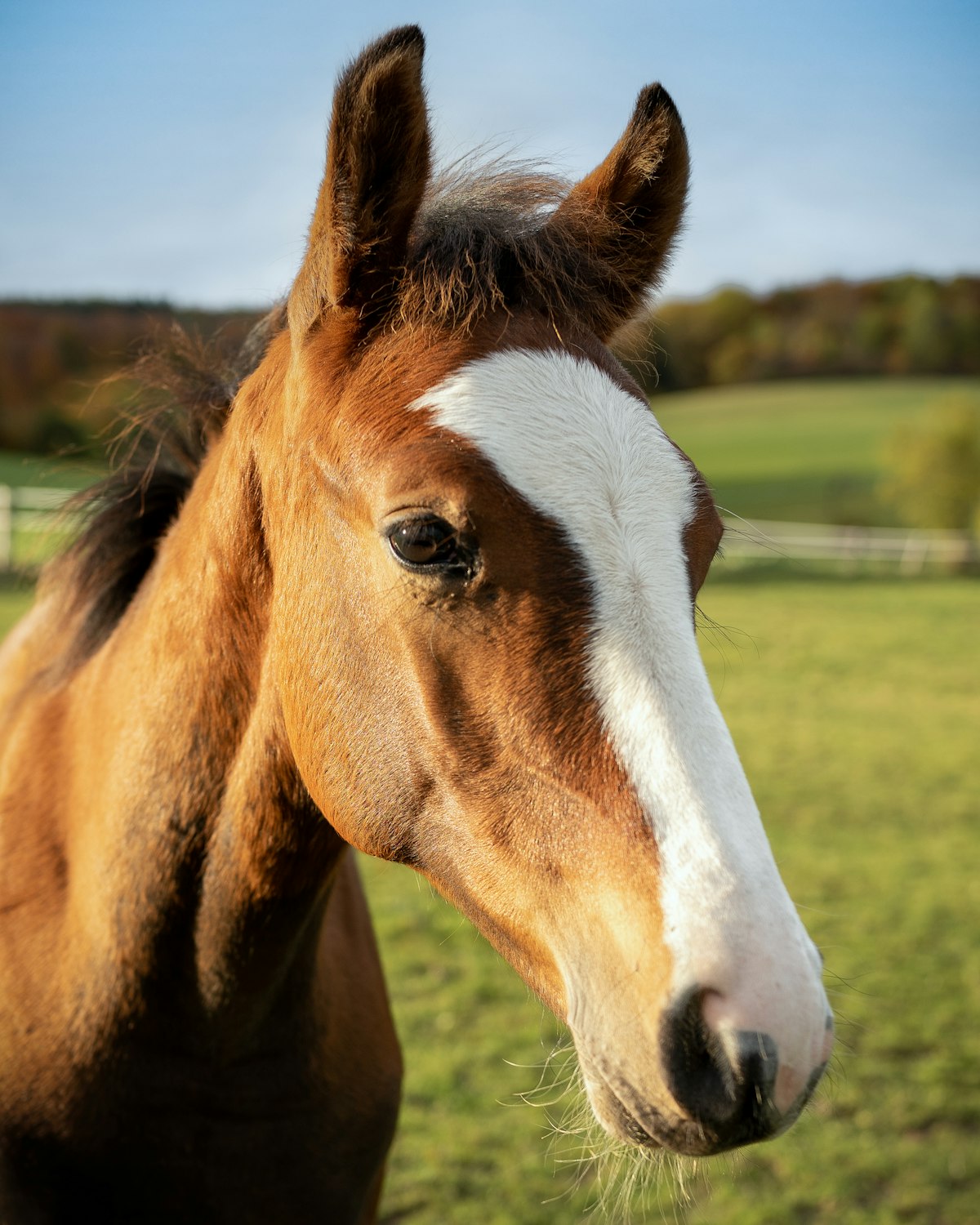 Horse yielding hindquarters during groundwork session