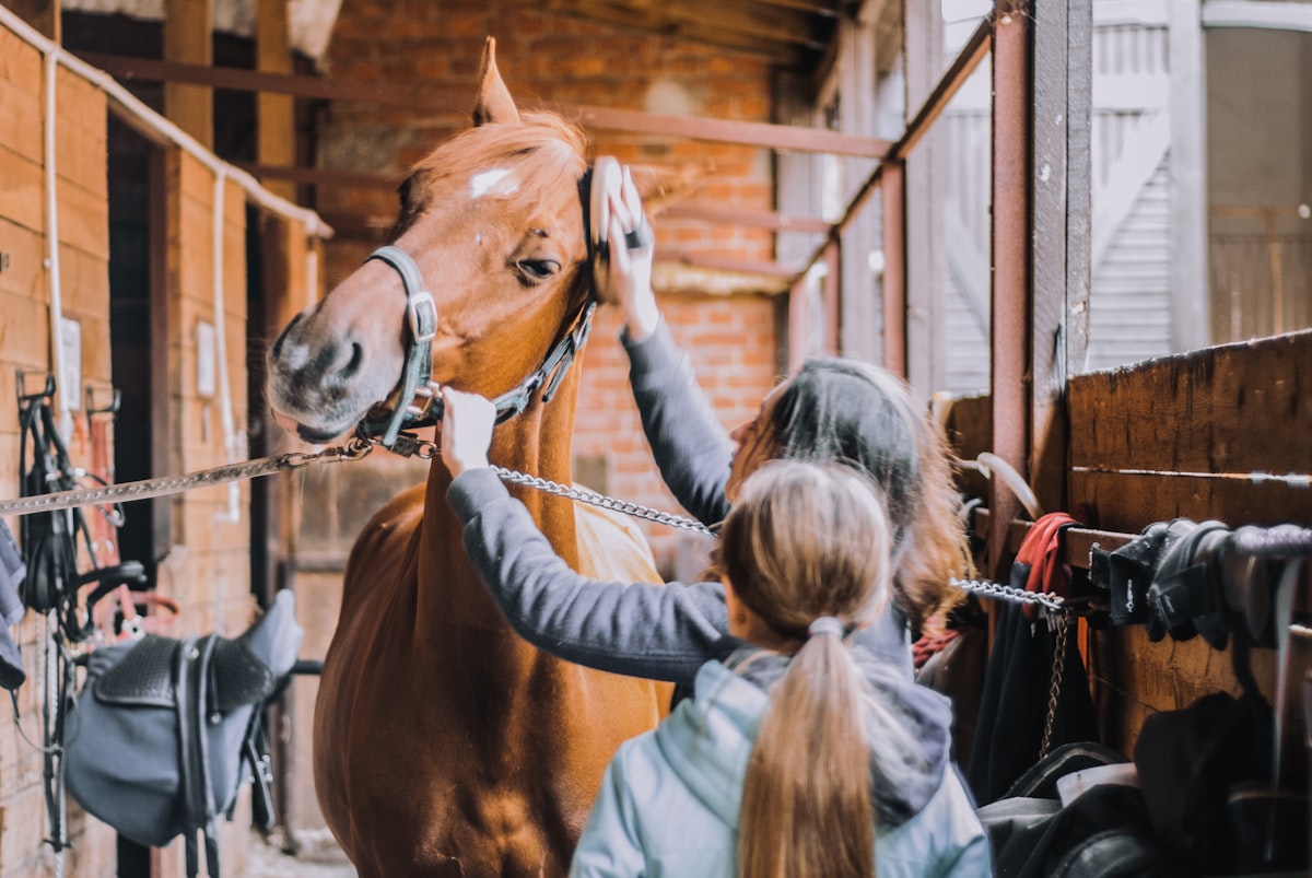 Horse lunging in a circle around handler