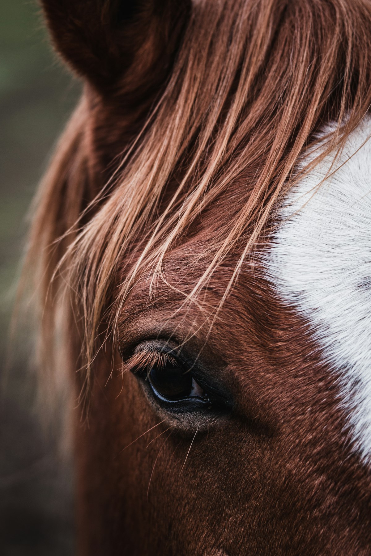 Horse being desensitized to objects during groundwork