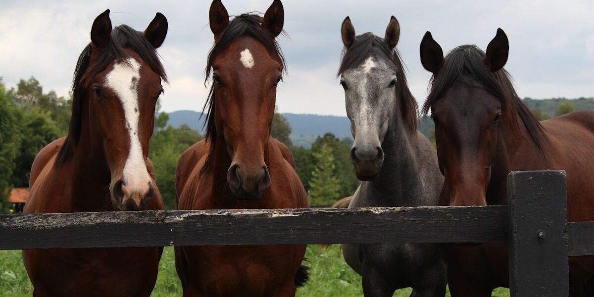 Thoroughbred: Beyond the Racetrack