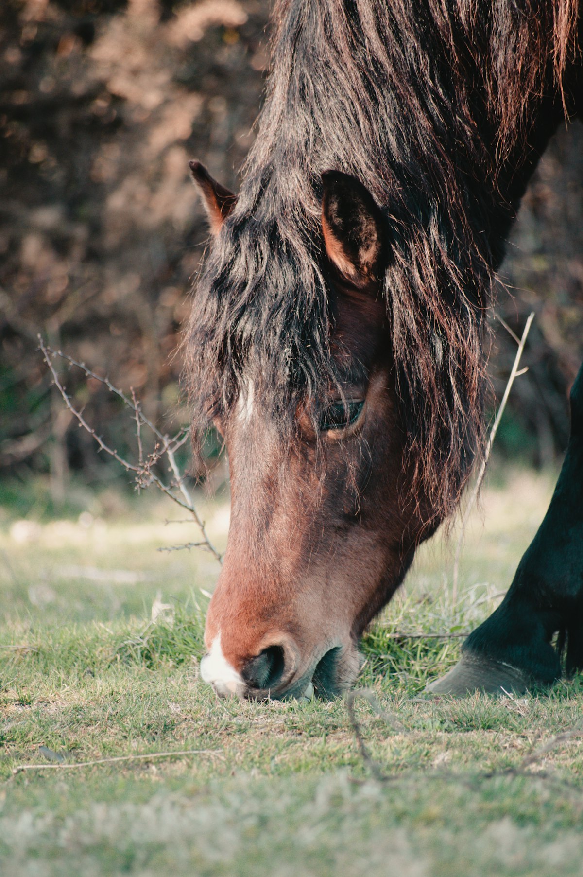 Healthy senior horse grazing in pasture