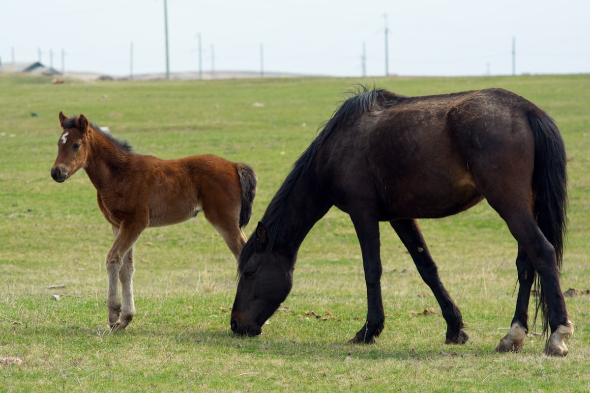 Senior horse eating hay