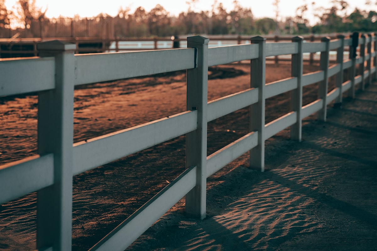 Muscular senior horse demonstrating good body condition