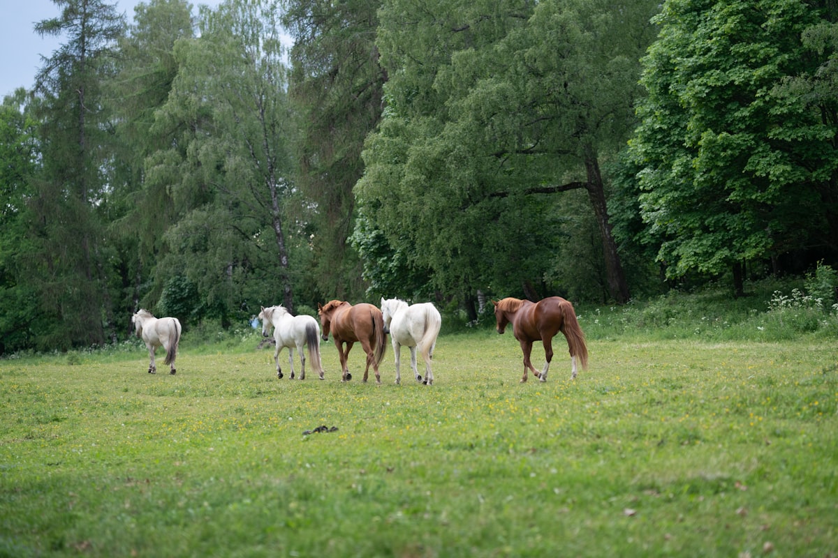 Senior horse at feeding time