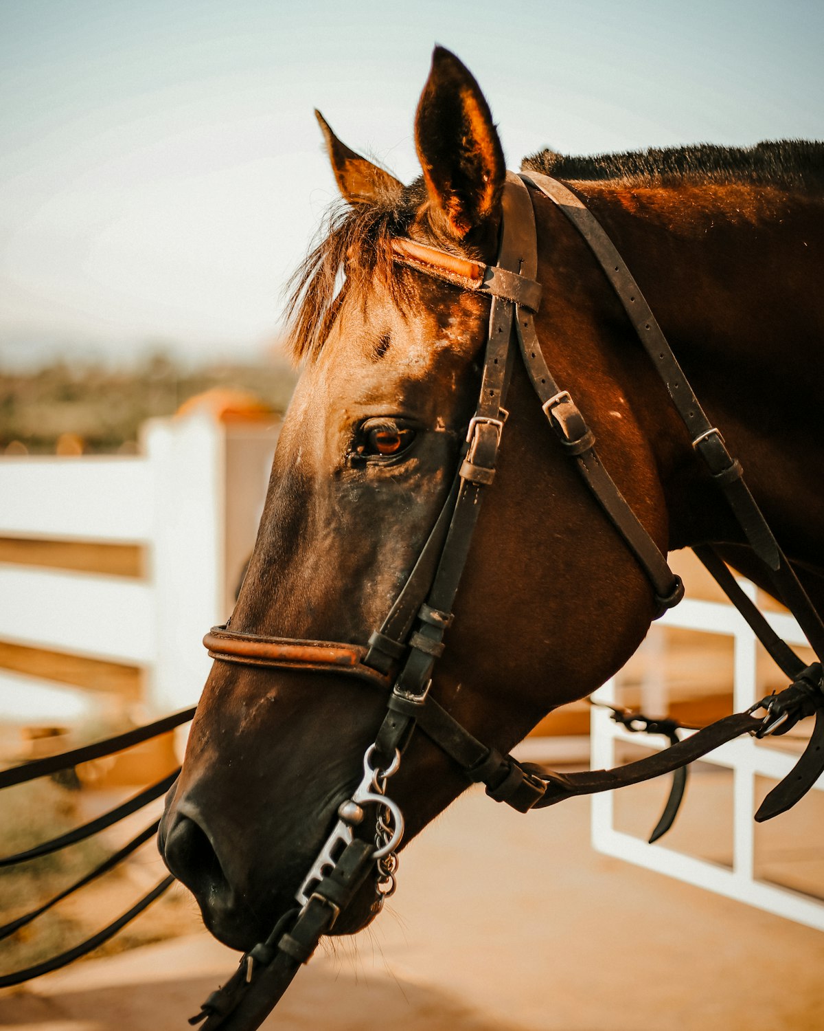 Horse drinking water in summer