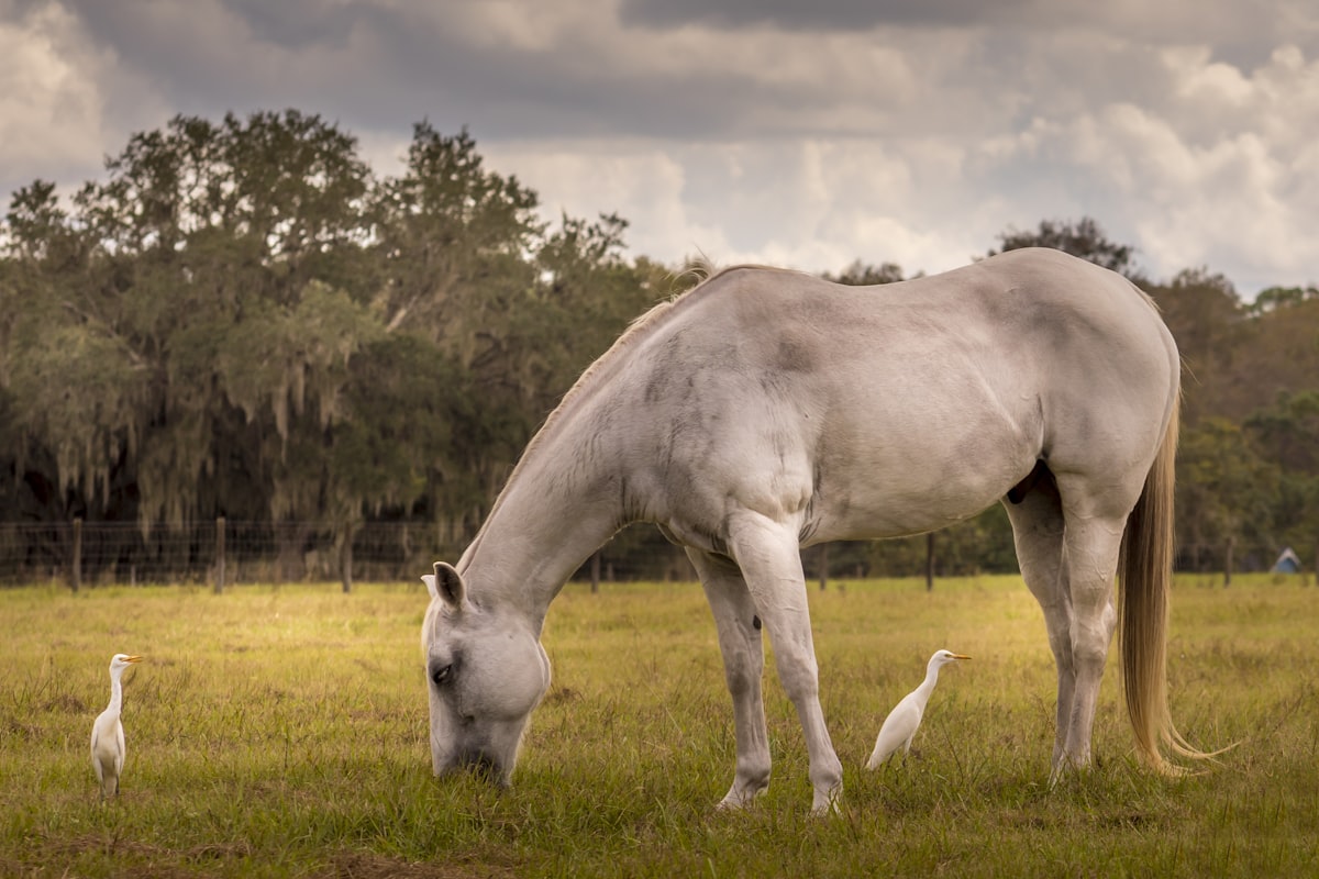 Horse in autumn pasture