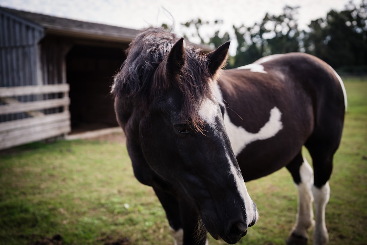 Horse eating hay in winter conditions