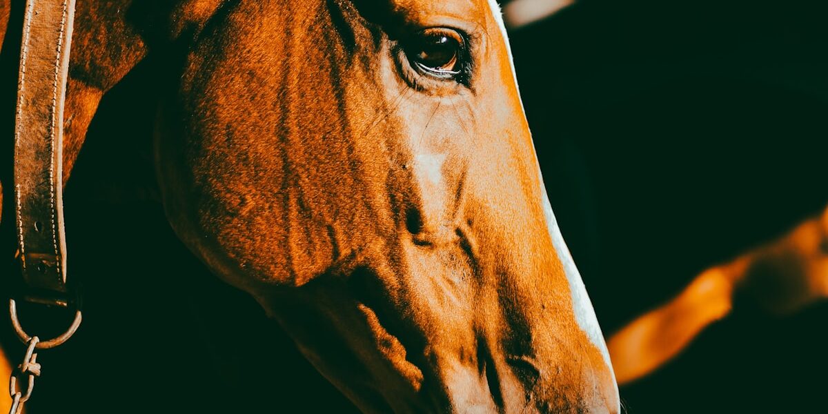 Signs Your Horse Is Happy and Healthy