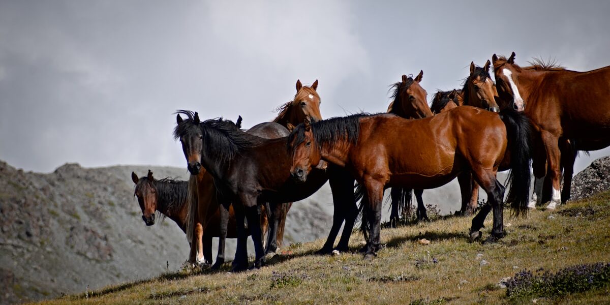 What to Feed a Horse: Daily Diet Basics