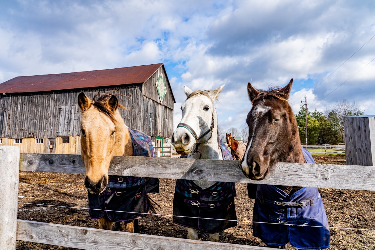 Examining hay texture and quality