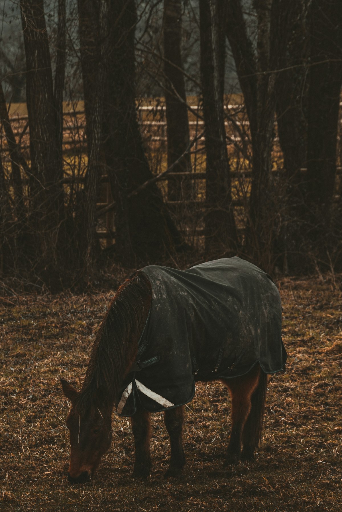 Understanding horse behavior and body language