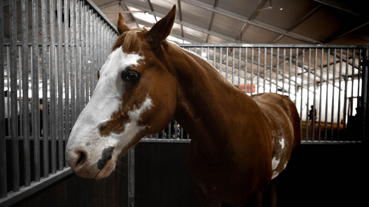 Horse in stable environment