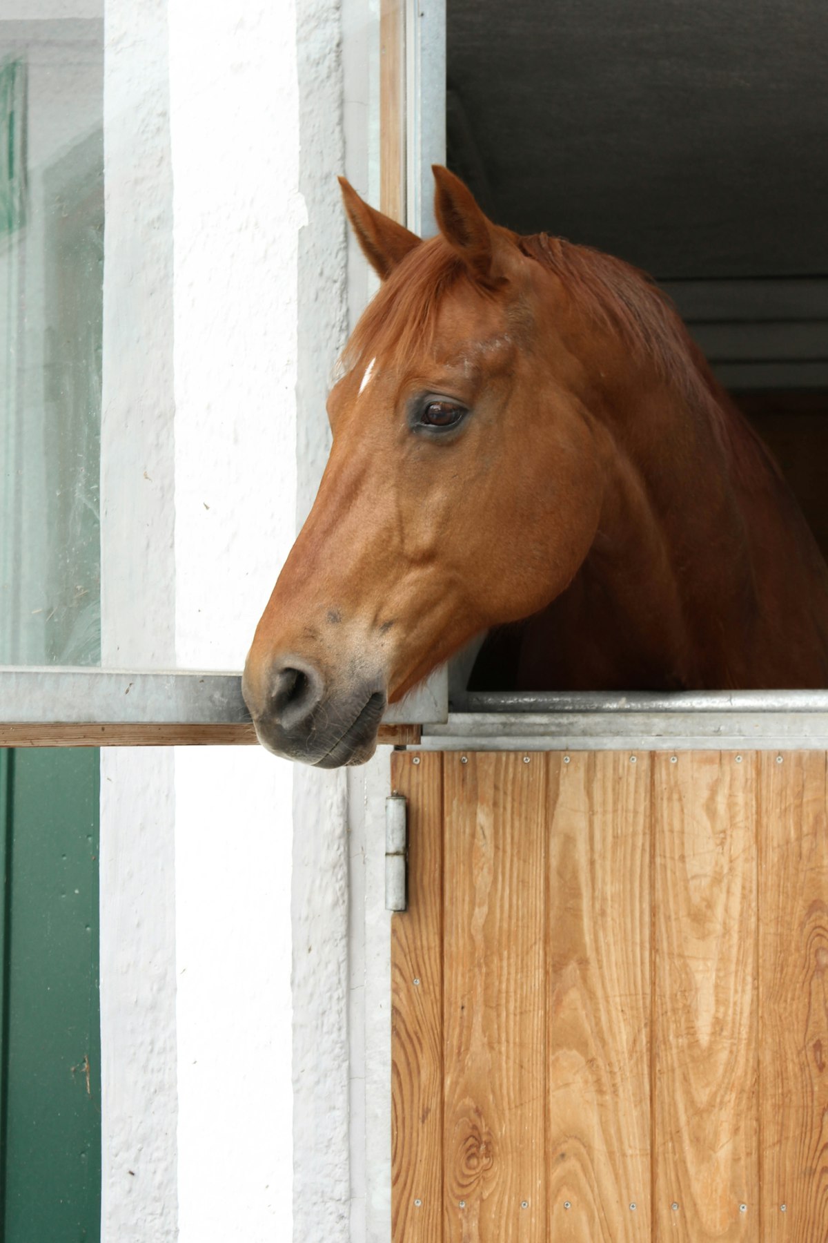 Slow feeder hay net for horses