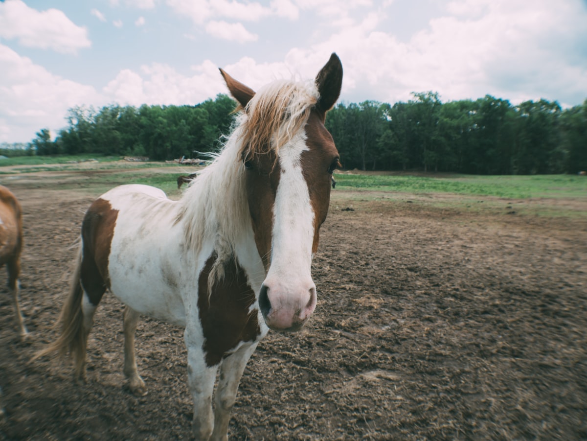 Groundwork training session with horse