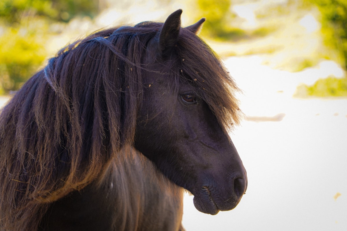 Horse being calmly managed during alert moment