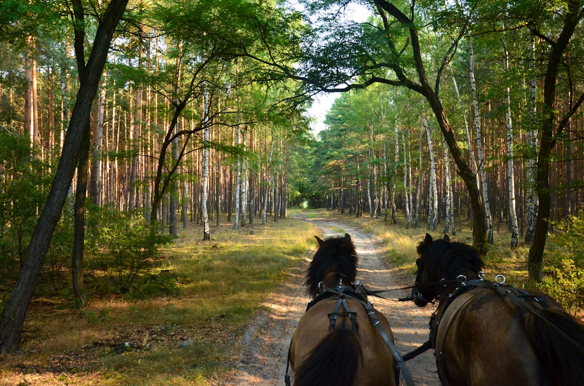 Horse social interaction showing hierarchy