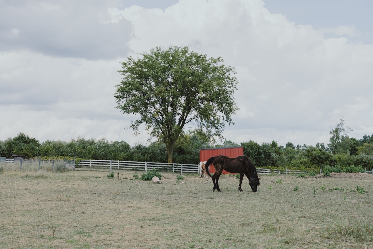 Horses at well-spaced feeding stations