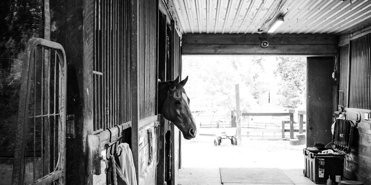 Complete Beginner’s Guide to Horse Care