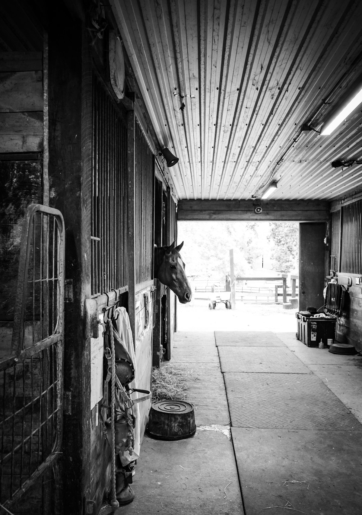 Horse greeting with friendly expression