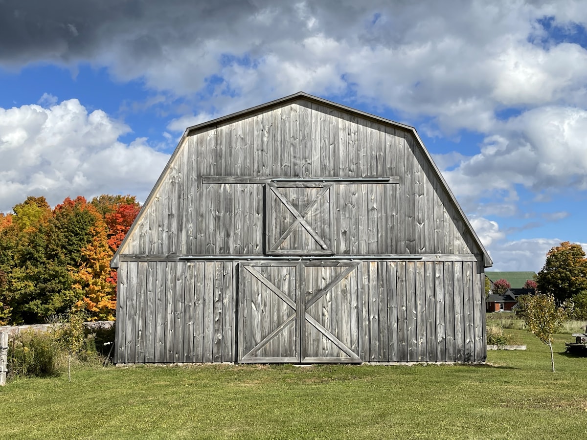 Horse calling out with raised head