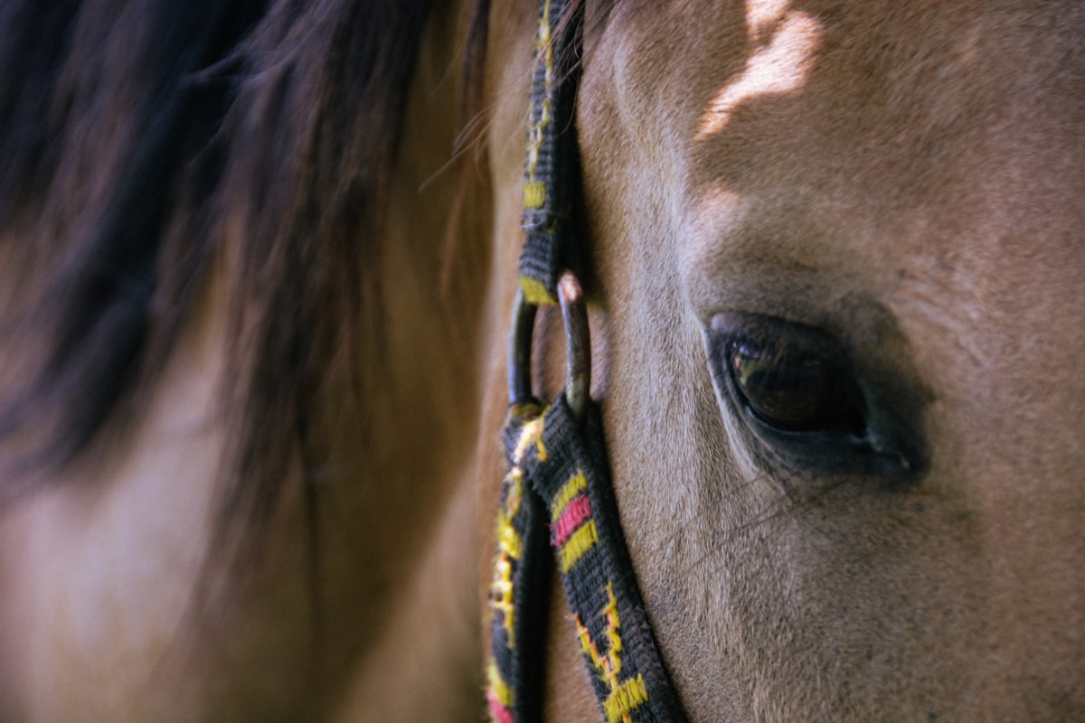 Horse with healthy teeth