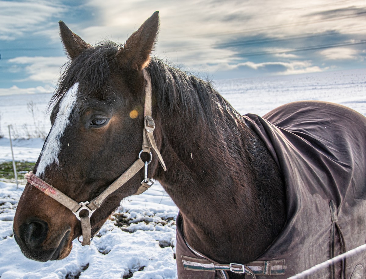 Happy horse in stable