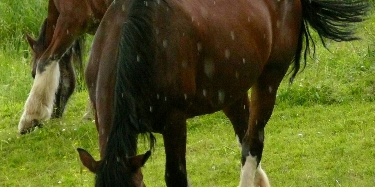 Can Horses See in the Dark?