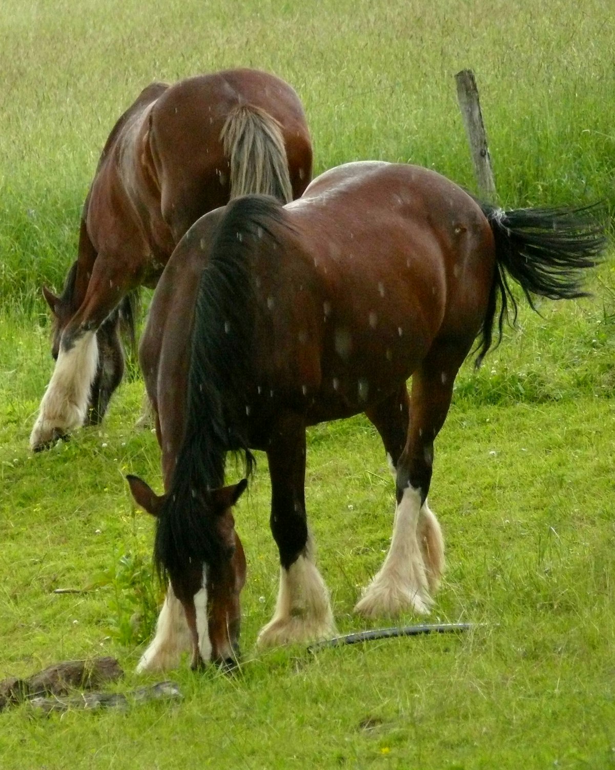Horse portrait close up