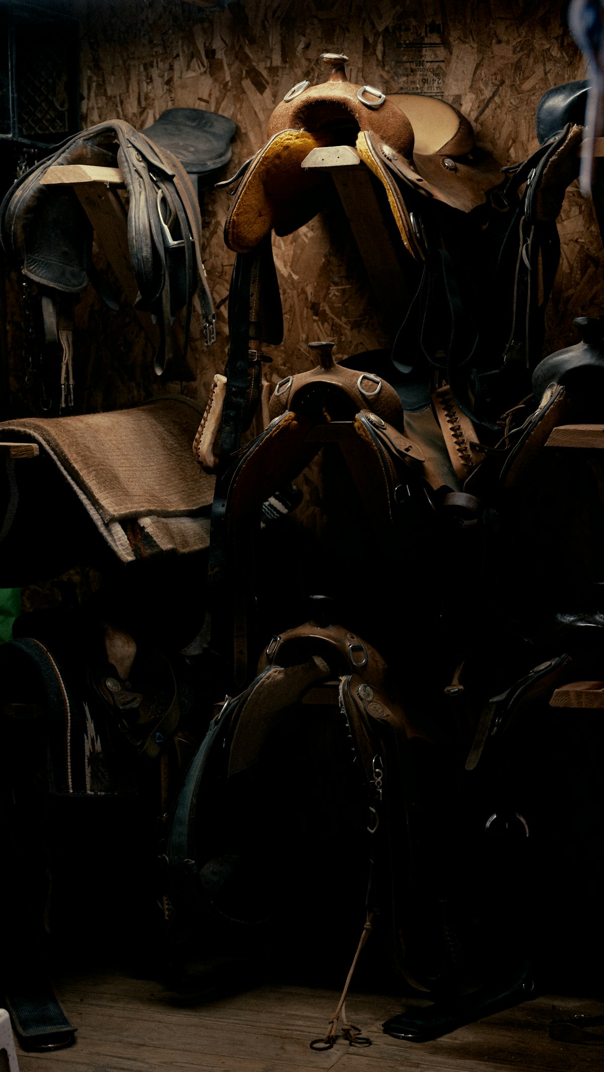 Healthy horse in field