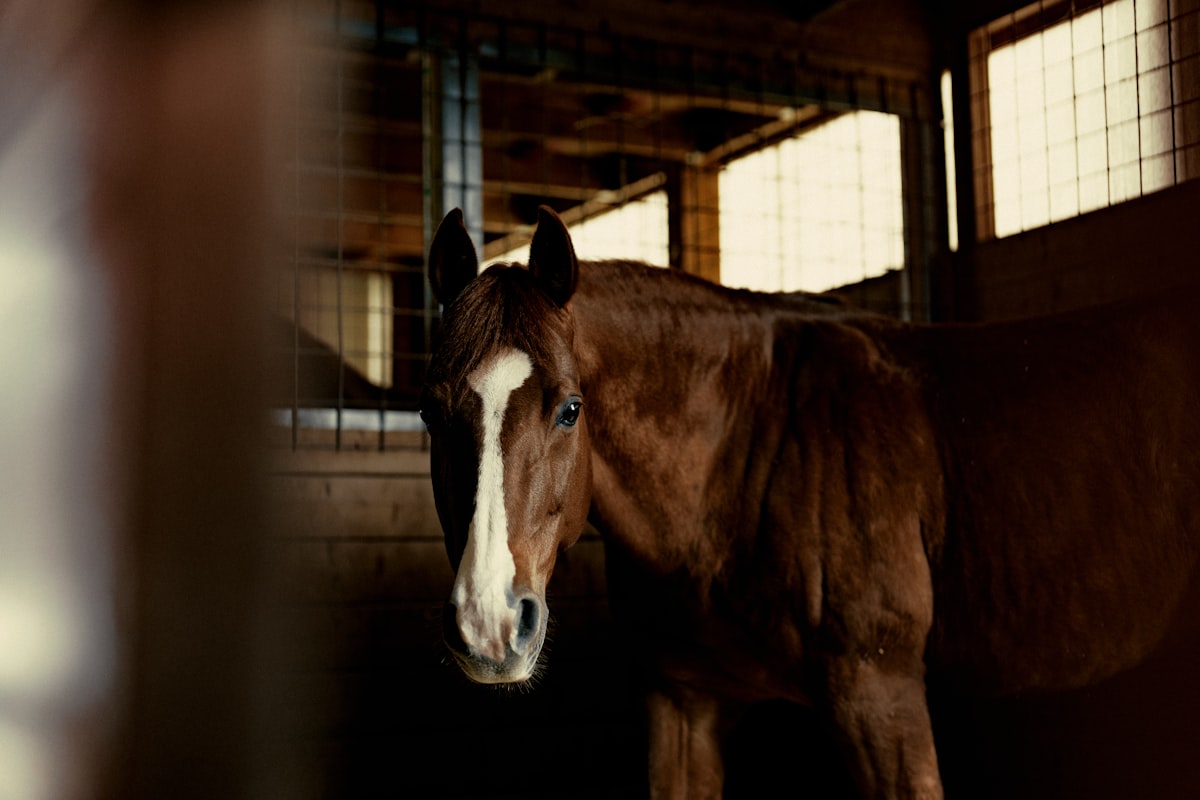 Horse receiving treat from owner