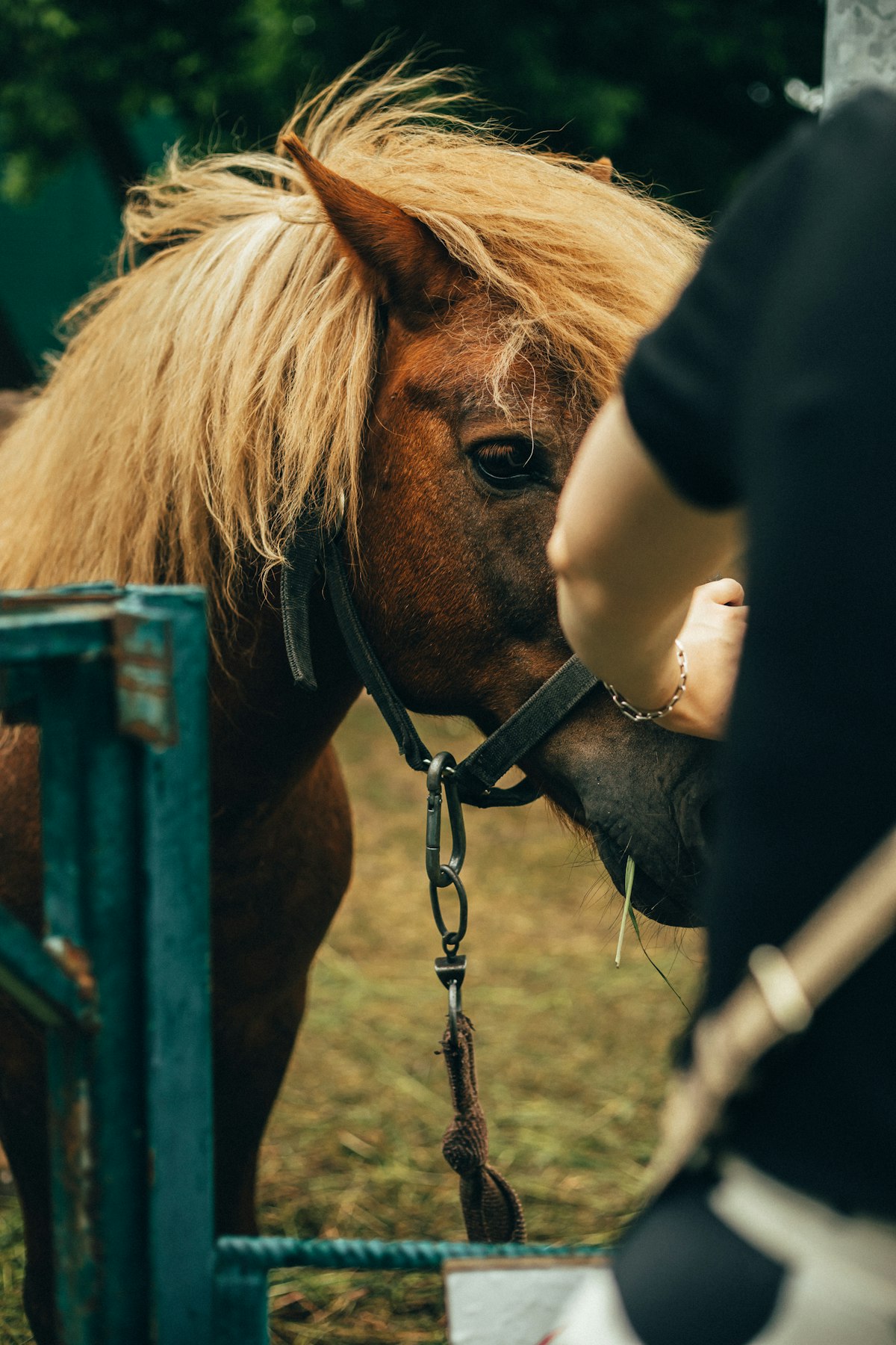 Horse enjoying treat time