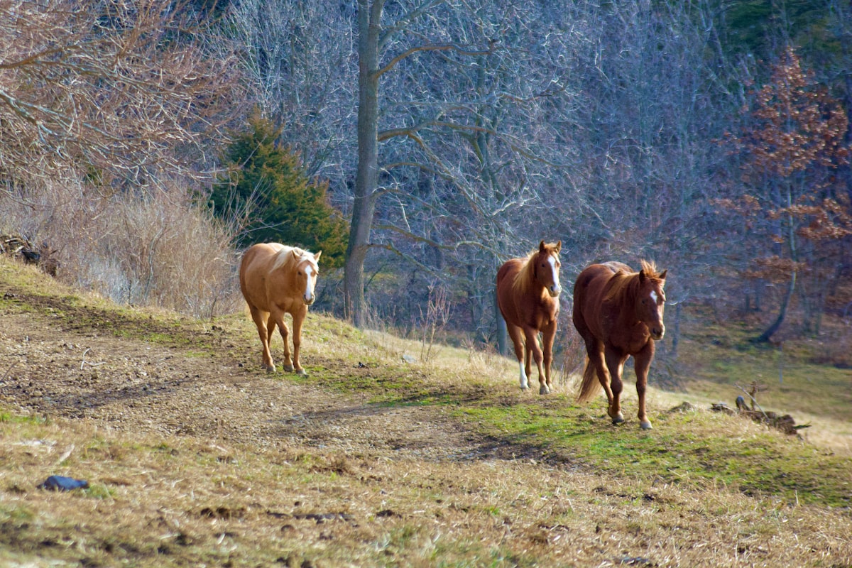 Horse with relaxed posture in pasture
