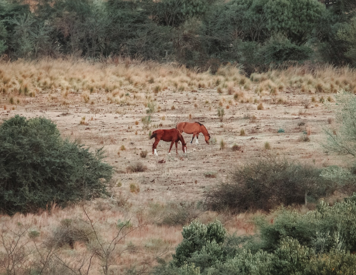 Horse resting in pasture showing relaxed posture