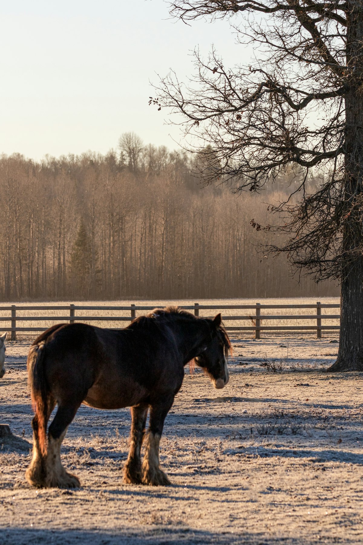 Close-up of horse head anatomy